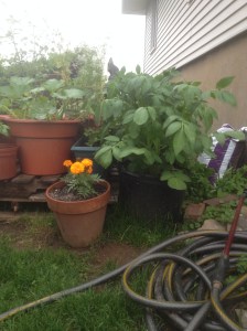 Taken halfway through the growing process.