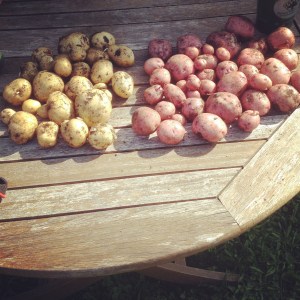 Potato Harvest 2014